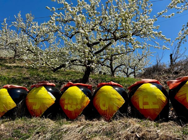 Cong Gang nanguo li orchards Cong Gang nanguo li orchards