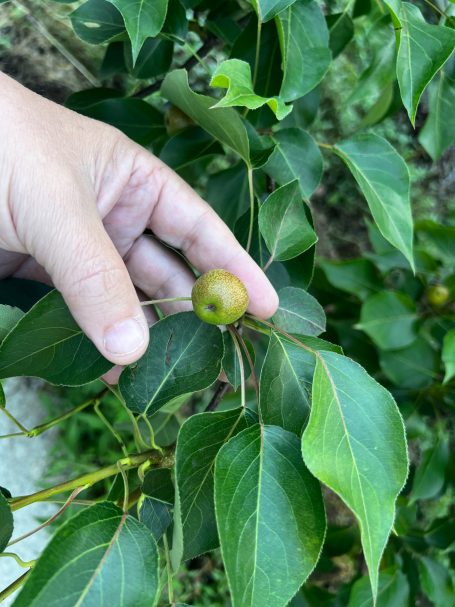 young nanguo li pear nanguo li pear in early summer
