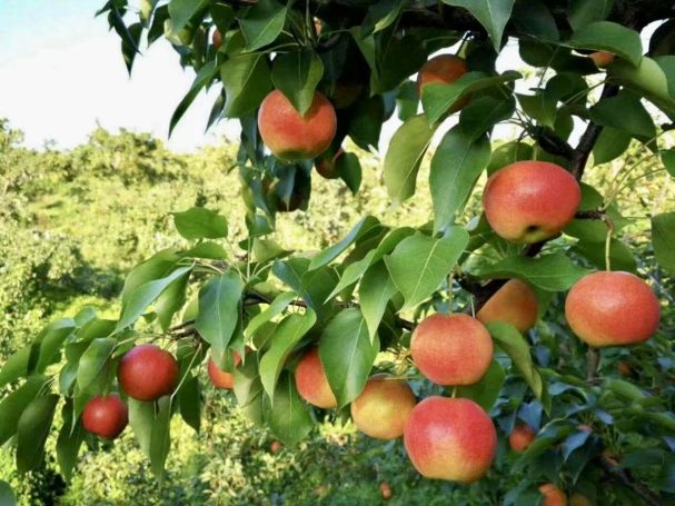 Nanguo Li ready to harvest Ripe Nanguo Li