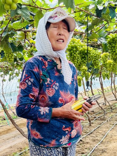 Anshan fruit grower